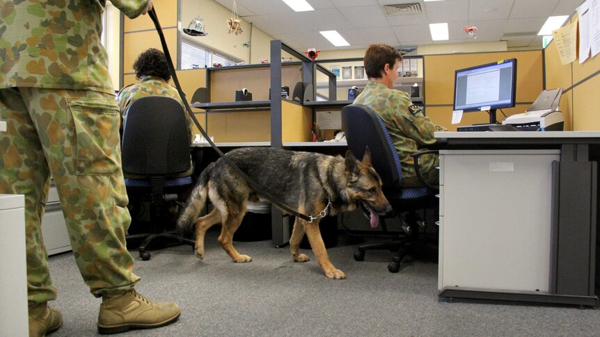 Turk patrols through an office with his handler.