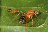 A close up of a large and small Yellow Crazy Ant on a green leaf.