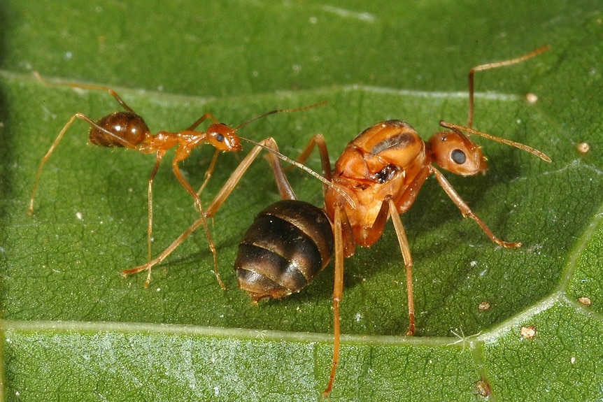 A close up of a large and small Yellow Crazy Ant on a green leaf.