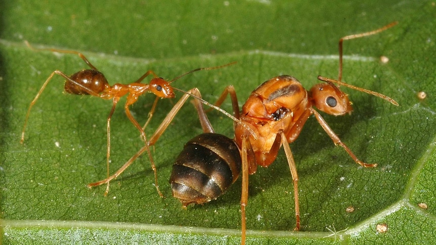 Close up of two yellow crazy ants on a green leaf