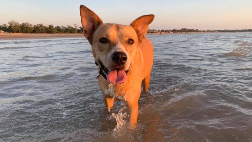 Mixed-breed dog splashing in water at Darwin beach.
