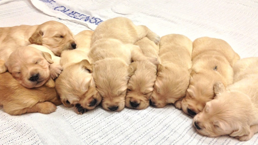 Guide dog puppies from the J litter pups cuddled together at 17 weeks old.