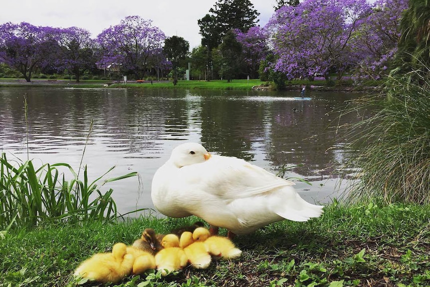 Ducklings sitting amongst the jacarandas at the University of Queensland.