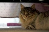 A tabby cat sits under a bed