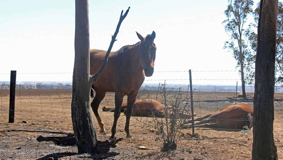 An injured horse burnt in the fire surrounded by two other dead horses