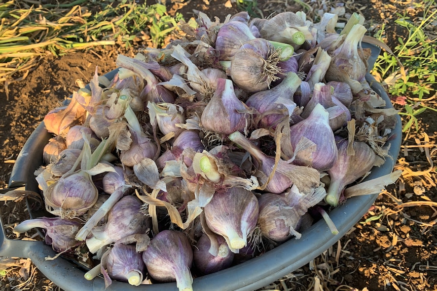 A washing basket full of freshly harvested garlic.