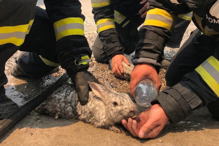three fire fighters feed a ash covered white rabbit water from a plastic bottle