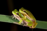 Two green frogs mating on a leaf