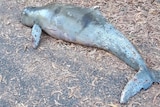 a dead dolphin with damaged hide on a road
