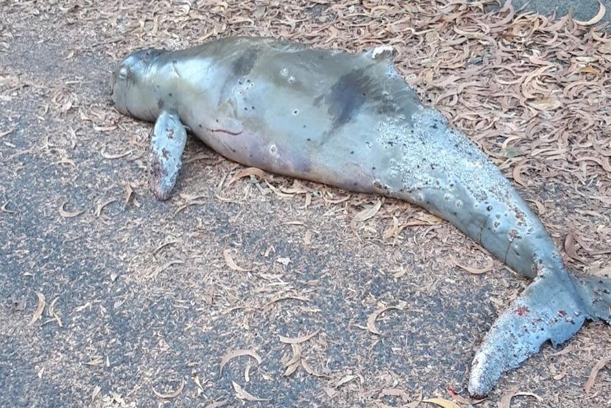 a dead snubfin dolphin facing away on the edge of a path or road with kerbstones scrub background