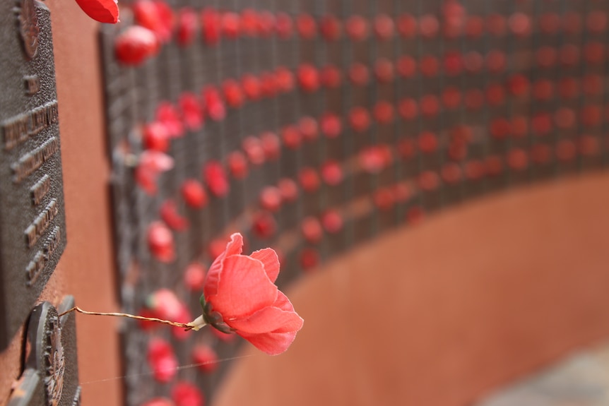 A poppy sit out from a wall, with a wall of poppies behind it