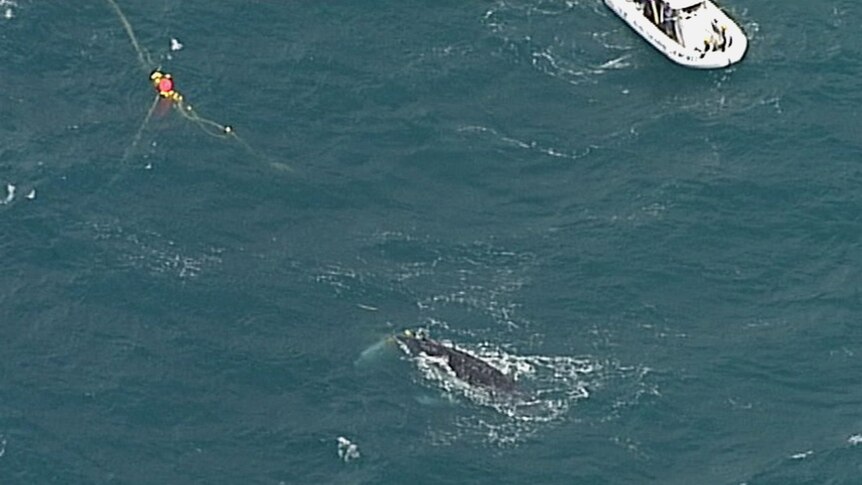 A whale freed from shark net in the ocean off the Gold Coast