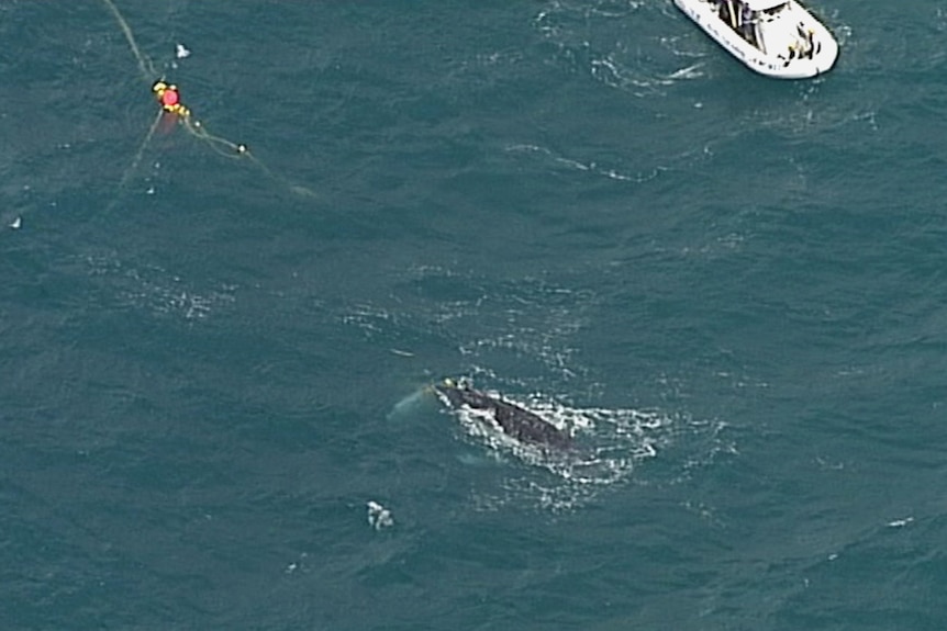 A whale freed from shark net in the ocean off the Gold Coast