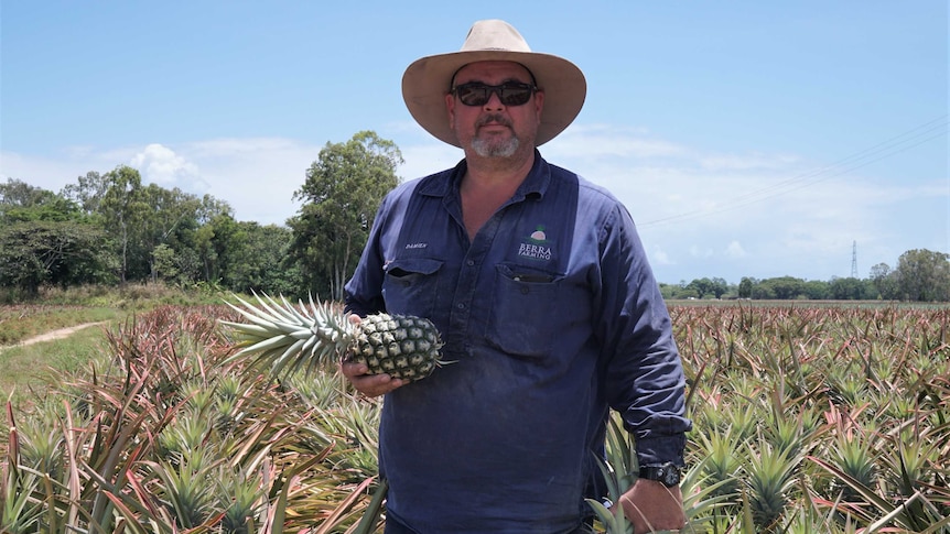 pineapple farmer holding fruit