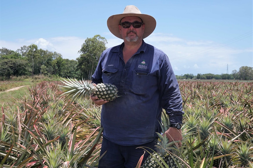 pineapple farmer holding fruit