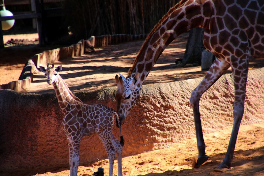 Perth Zoo's giraffe calf with its mother.