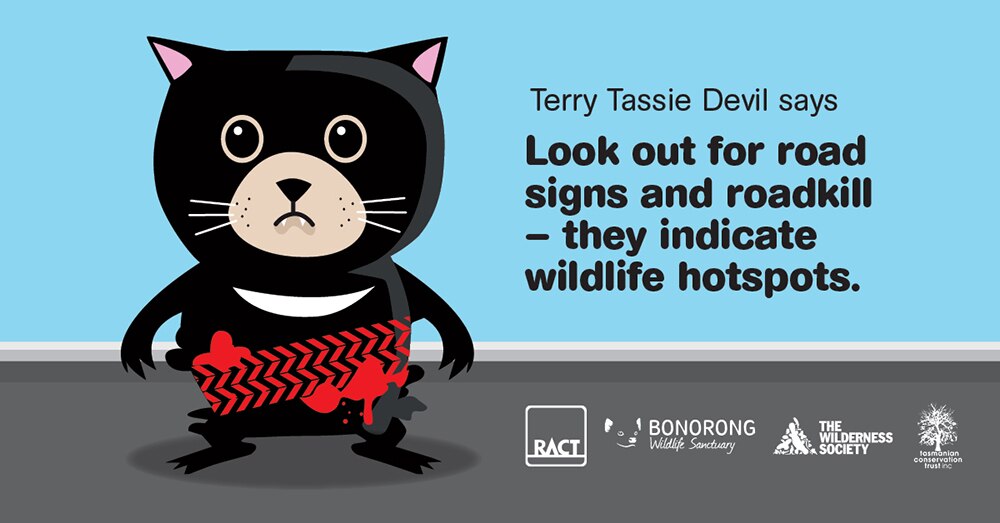 Tasmanian conservation groups launch fresh drive to cut roadkill on state's roads ABC News