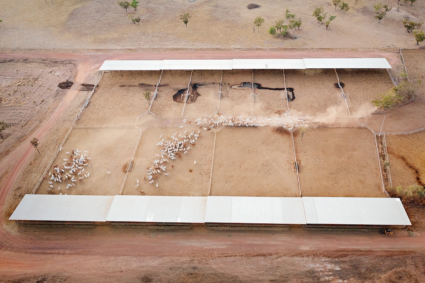Overhead aerial of a livestock running in pens at a dusty farm