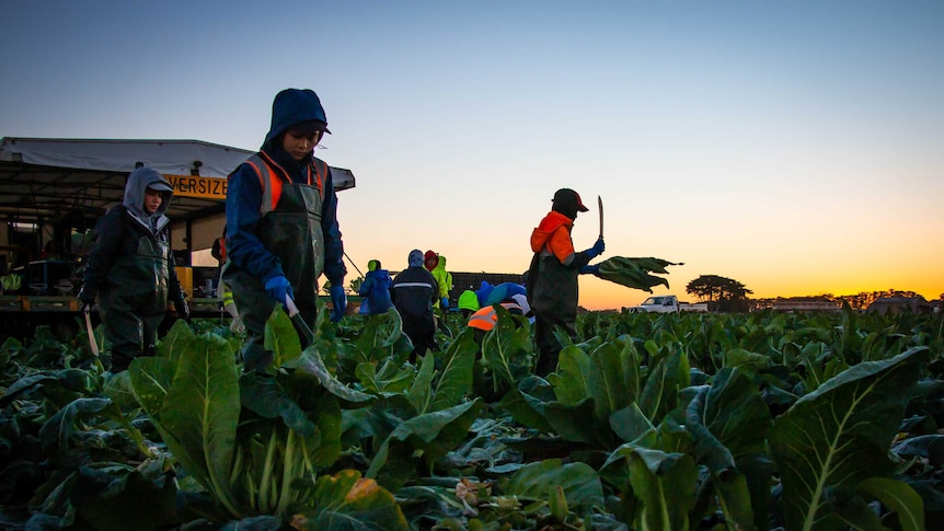 Workers harvesting cauliflower in the early morning on a farm at Werribee.