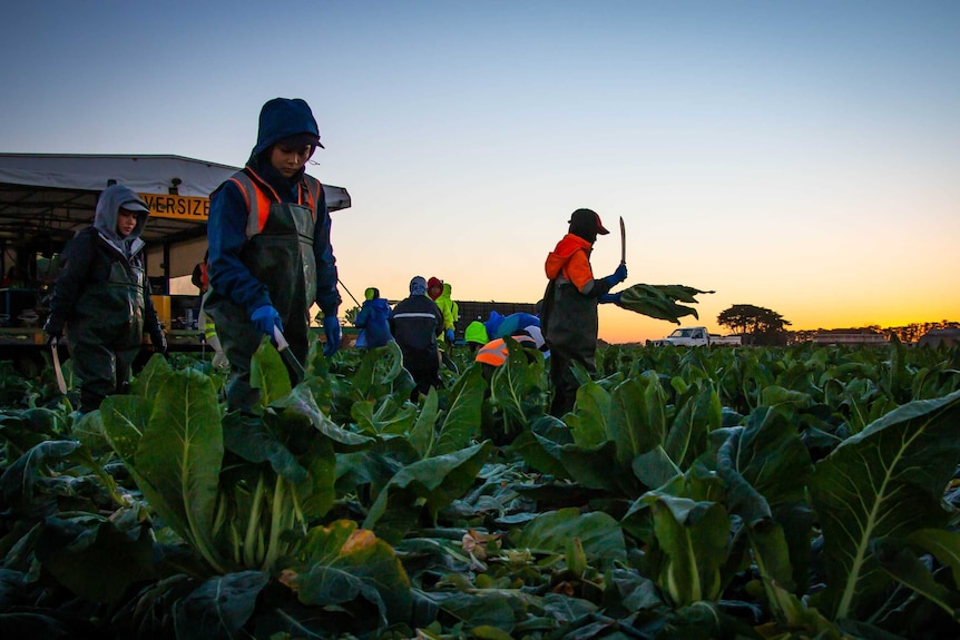 Workers harvesting cauliflower in the early morning on a farm at Werribee.