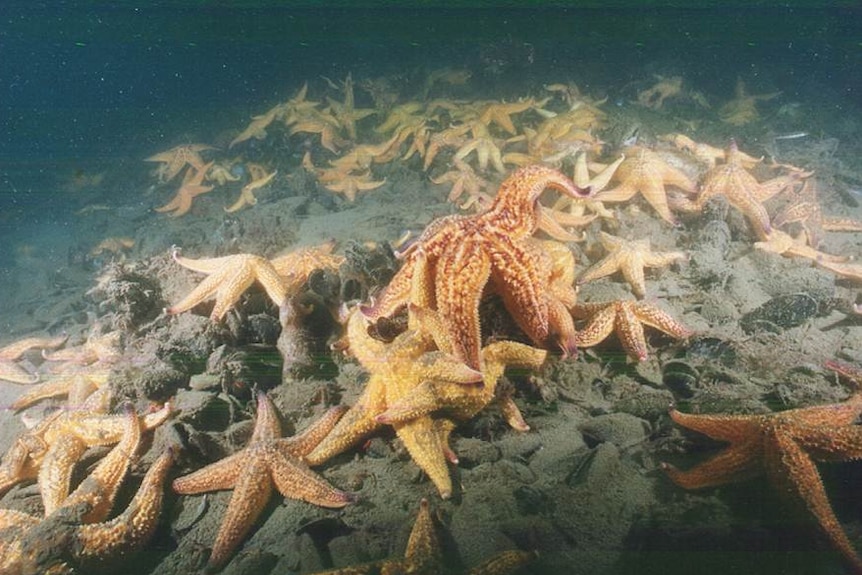 Northern Pacific Seastars in Port Phillip Bay feeding on molluscs.