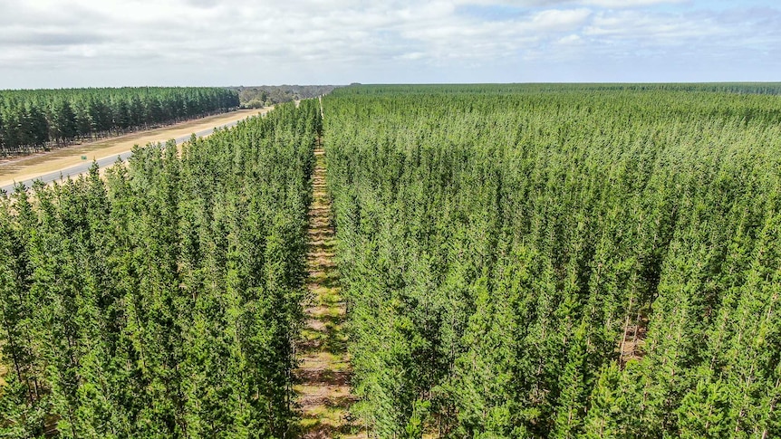 An aerial shot of a road cutting through pine forests as far as the eye can see.