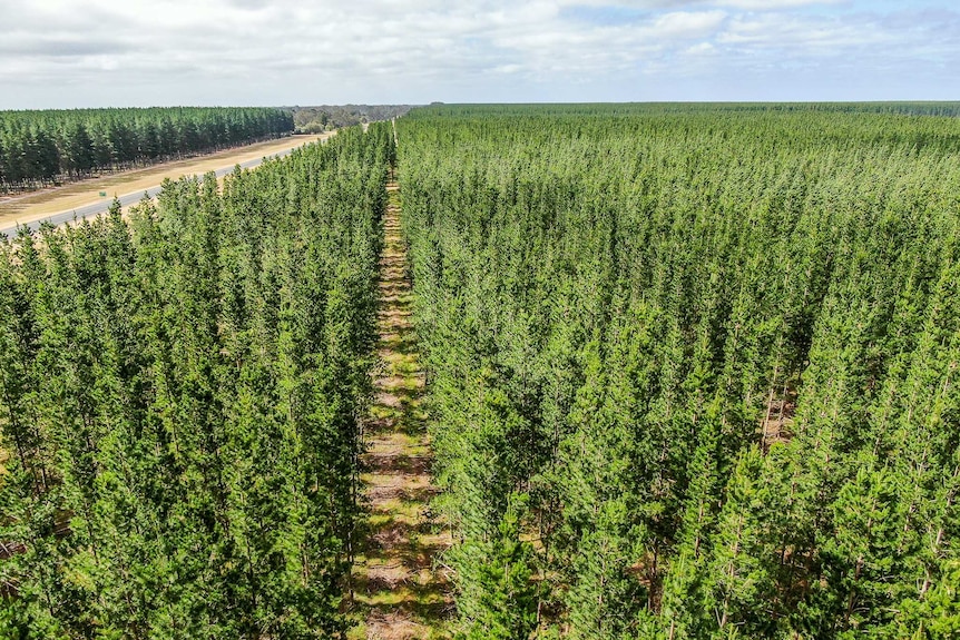 An aerial shot of a road cutting through pine forests as far as the eye can see