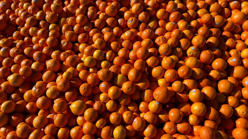 A close up of a pile of oranges and tangelos