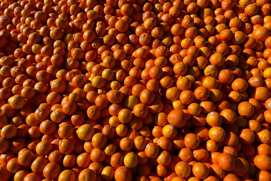 A close up of a pile of oranges and tangelos