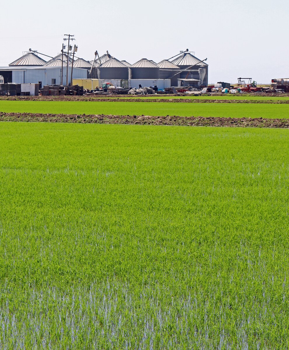 California's rice production on the boil - ABC News