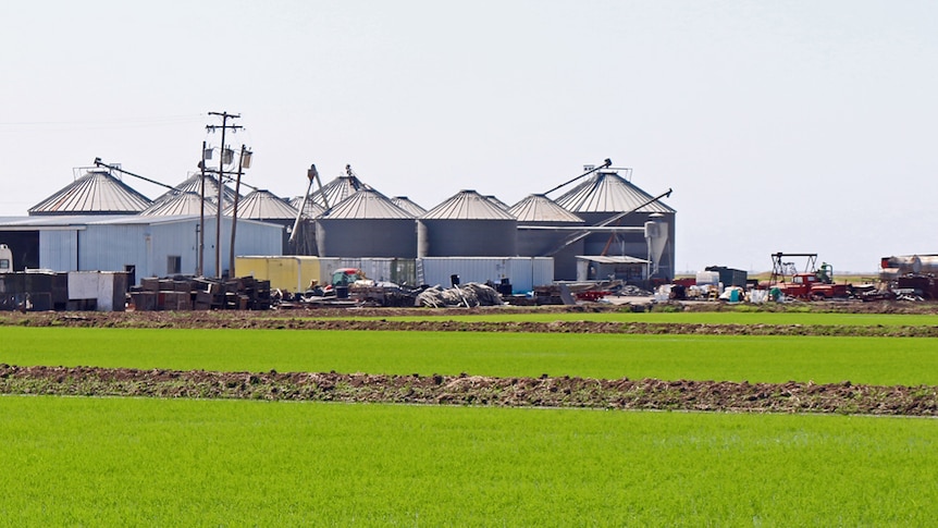 A rice crop emerges in a bay in front of grain silos