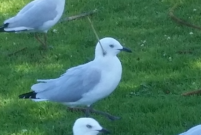 A seagull stands on grass with a wooden skewer through its neck