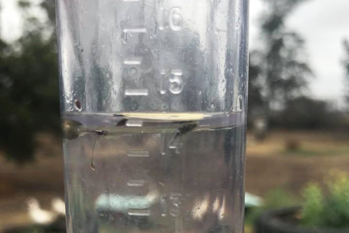 Close-up of rain gauge showing 14.5mm of rain at Jondaryan in southern Queensland.