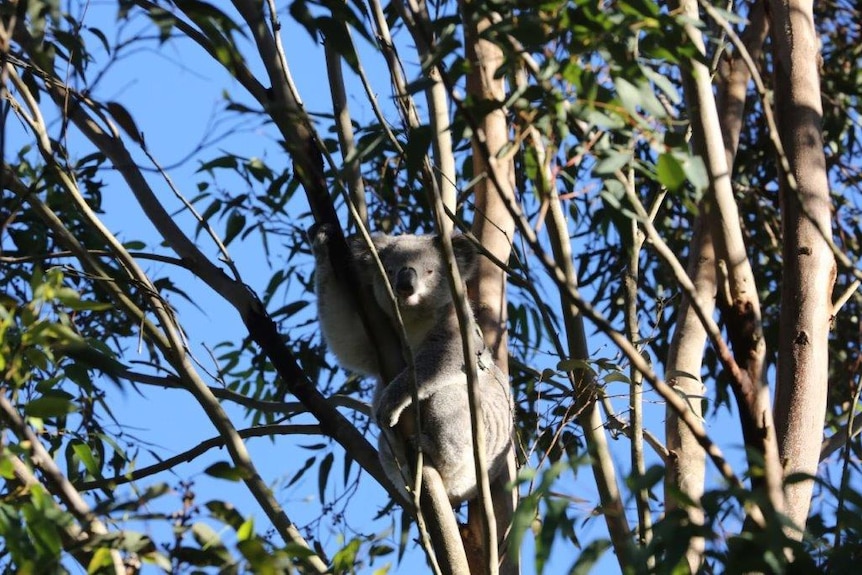 A koala sits in the tree