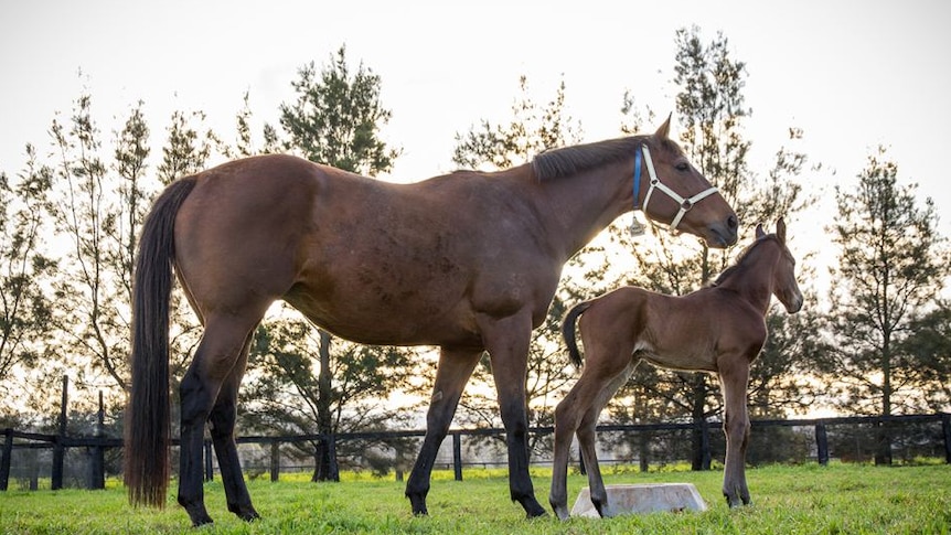 A horse stands beside a foal on a grass paddock