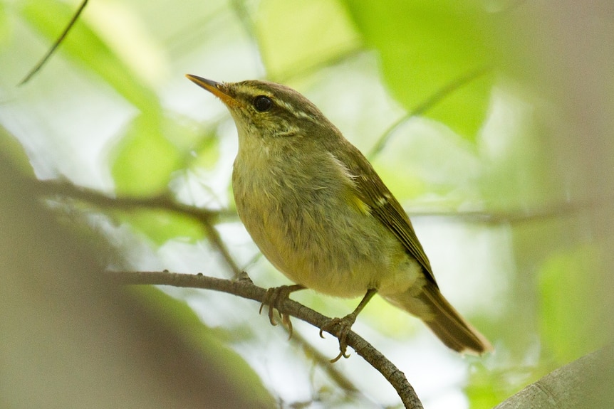 Russian bird