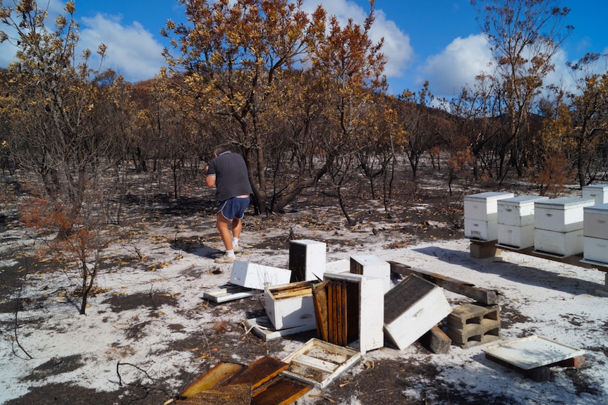 The Bowman family lost hives during the North Stradbroke Island fires in 2014.