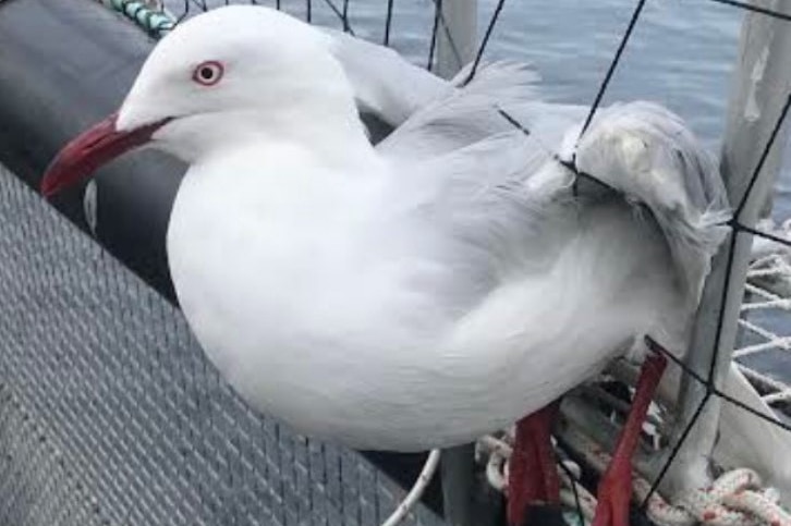 Sea bird caught in the net of a salmon farming pen.