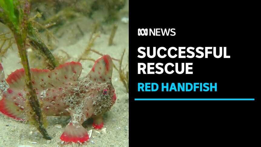 Successful Rescue, Red Handfish: Red handfish sitting on sandy floor among seaweed.
