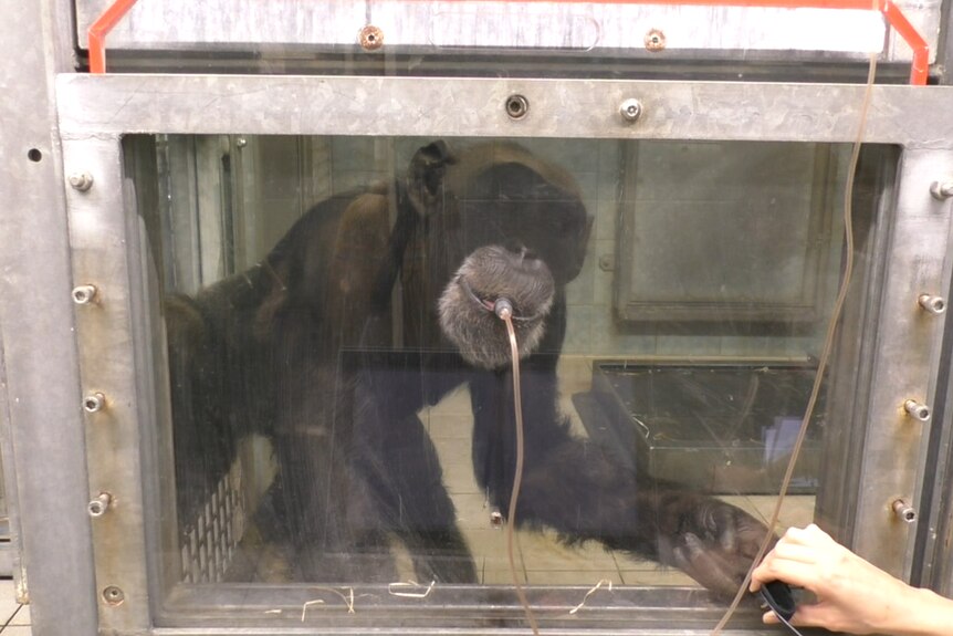 A chimpanzee with a tube in its mouth holds its hand through a cage to have its pulse checked