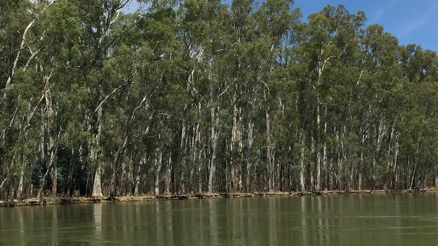 Barmah Choke on the Murray River with trees lining the river bank.