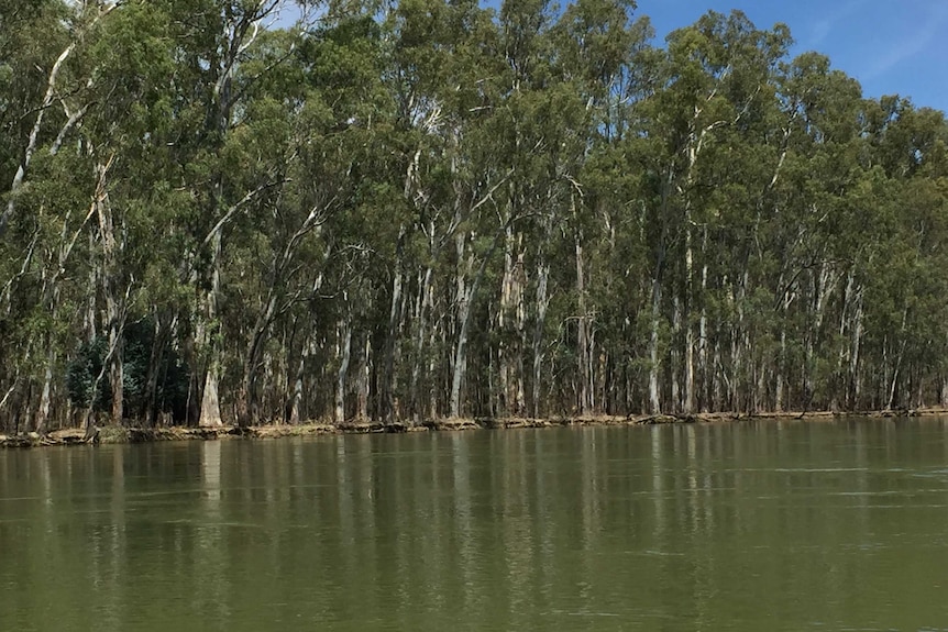 Barmah Choke on the Murray River with trees lining the river bank.