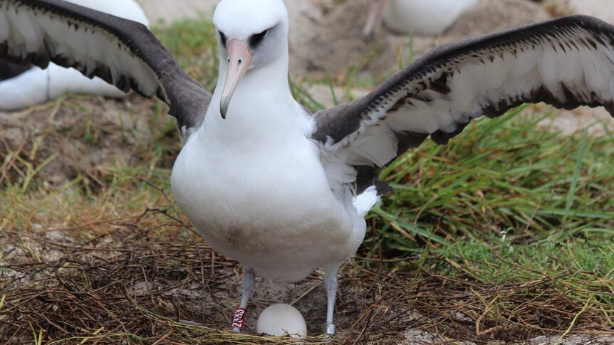 A white seabird stands with hits wings outstretched, with an egg sitting between her legs.