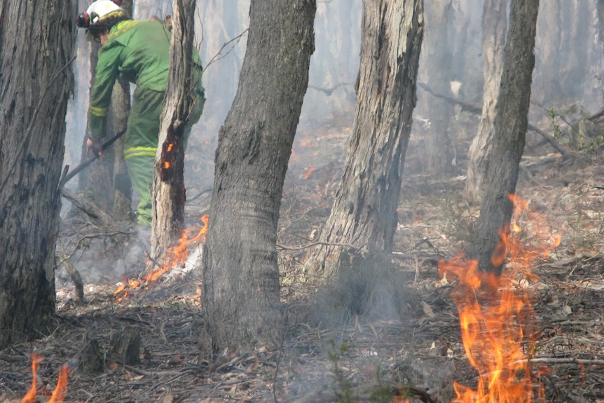 A fire fighter works in a woodland with small flames on the ground around them 