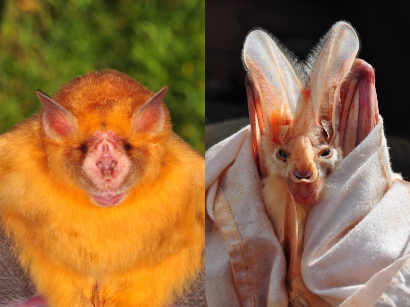 Two bats look directly at the camera.