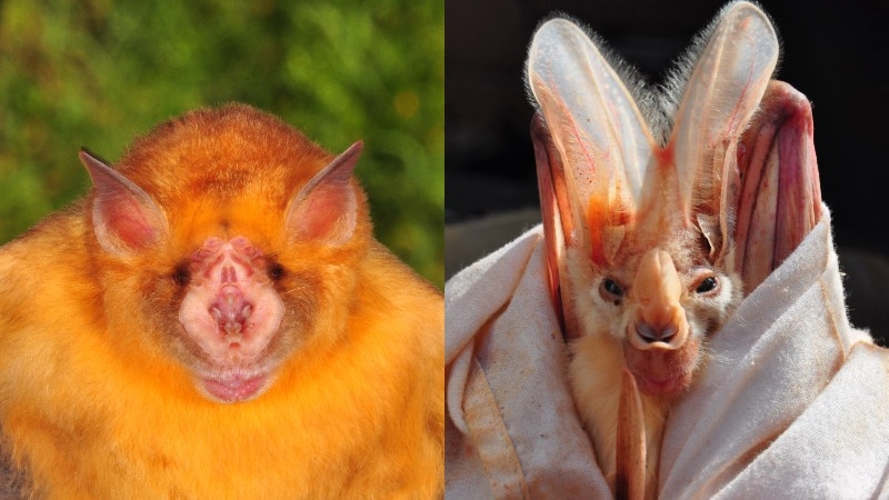 Two bats look directly at the camera.