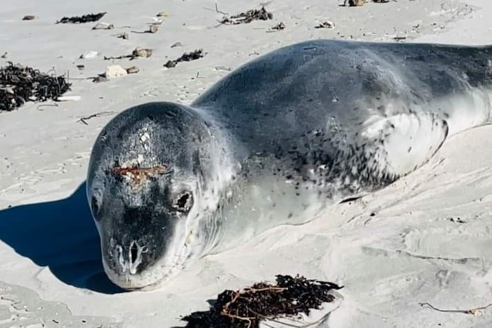 an injured leopard seal lying on the beach