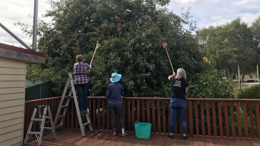 Three women pick apples from a large tree in a back yard.