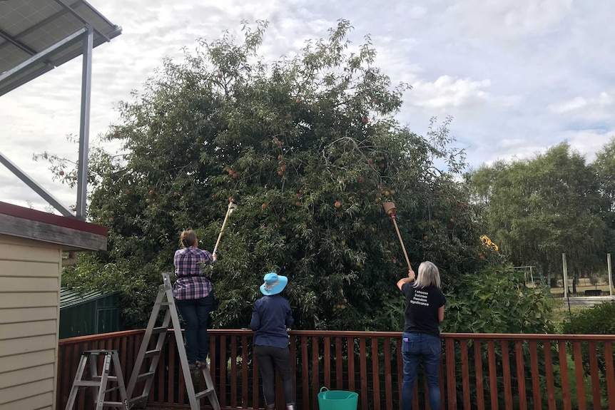 Three women pick apples from a large tree in a back yard.