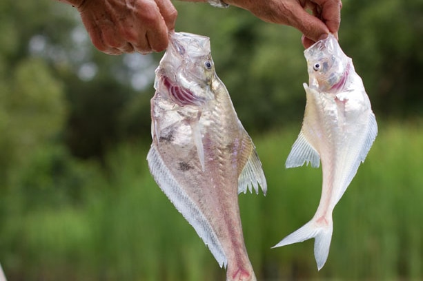 Two Nurseryfish from the Adelaide River
